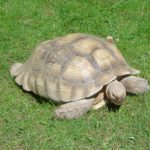 Tortoise